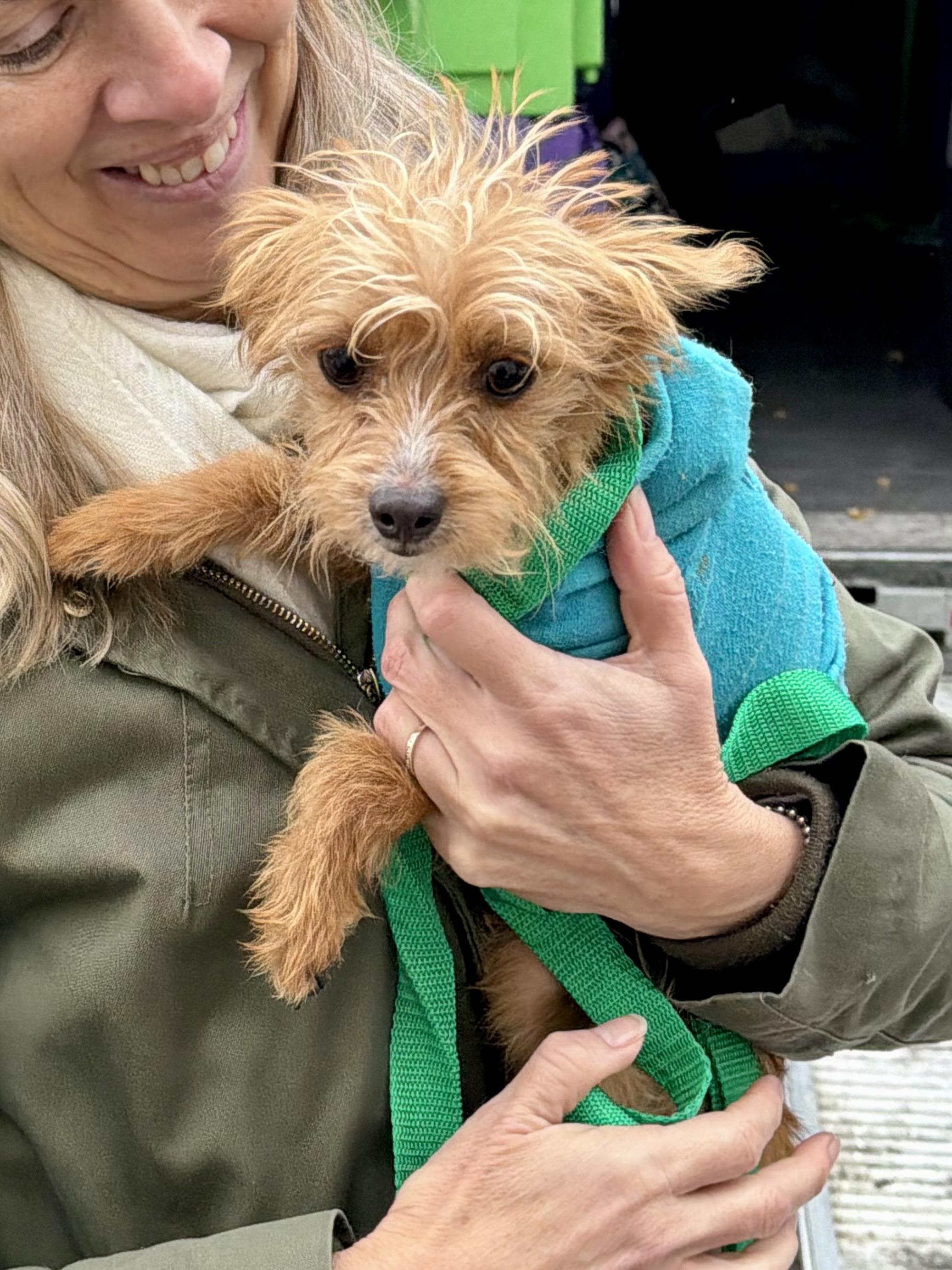 Taquito, Adoptable, Puppy Male Chihuahua.