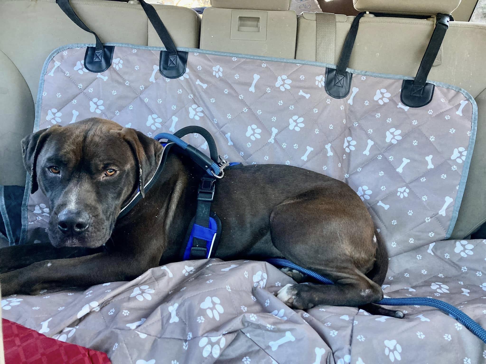 Walker, Adult Male American Bulldog