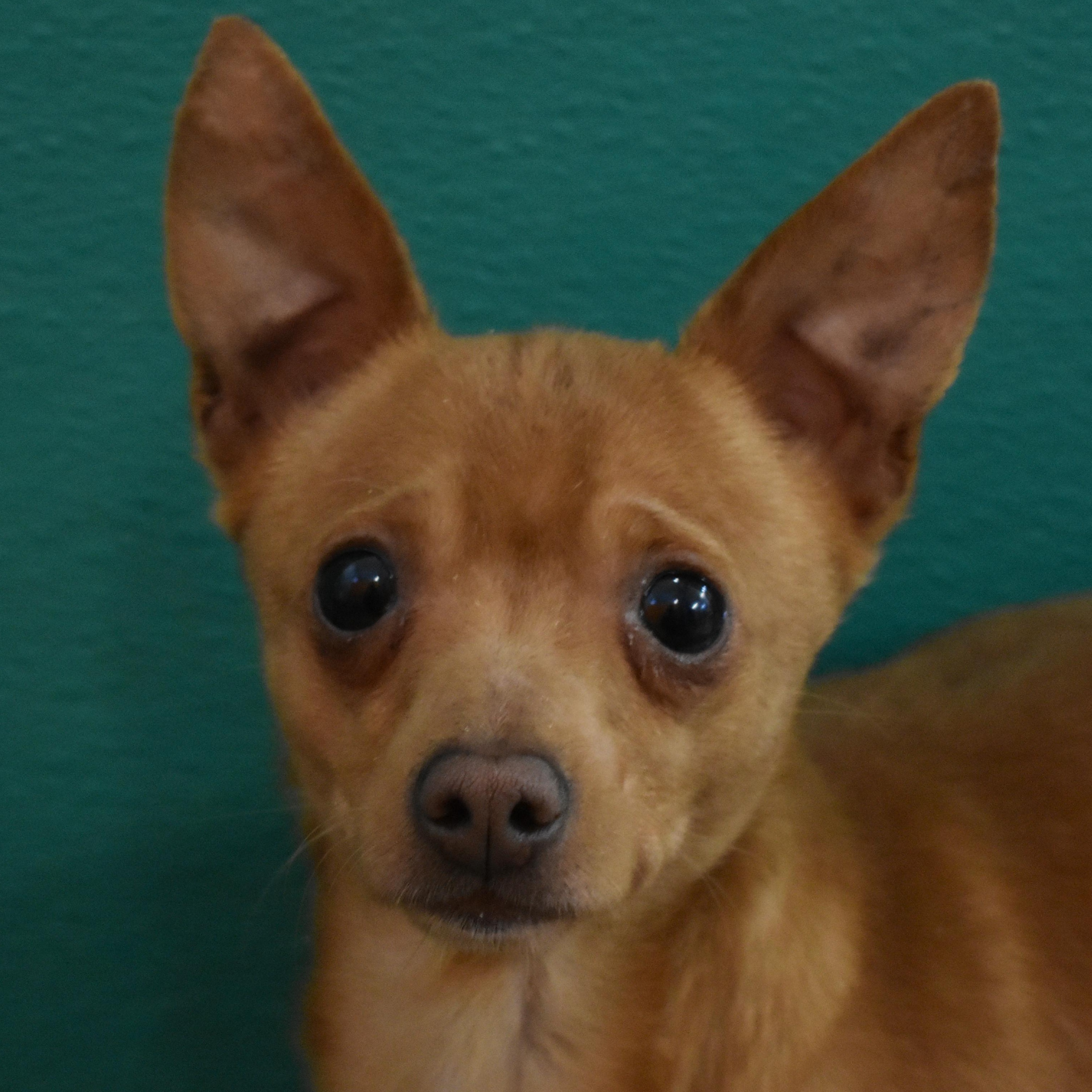 Alvey, adopted, Adult Male Chihuahua.