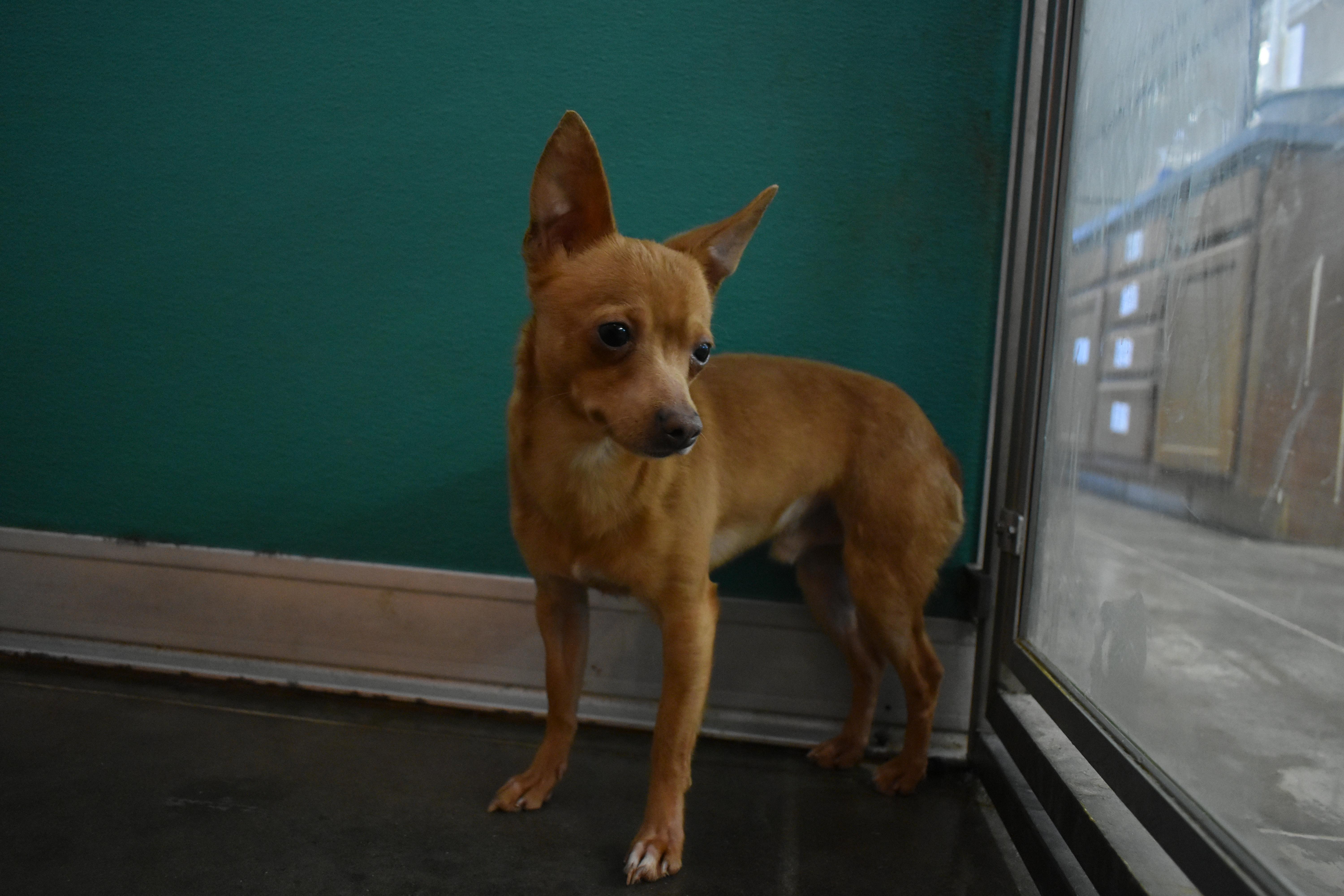 Enlarge Alvey, an adopted Chihuahua in Auburn, NE image 2/4