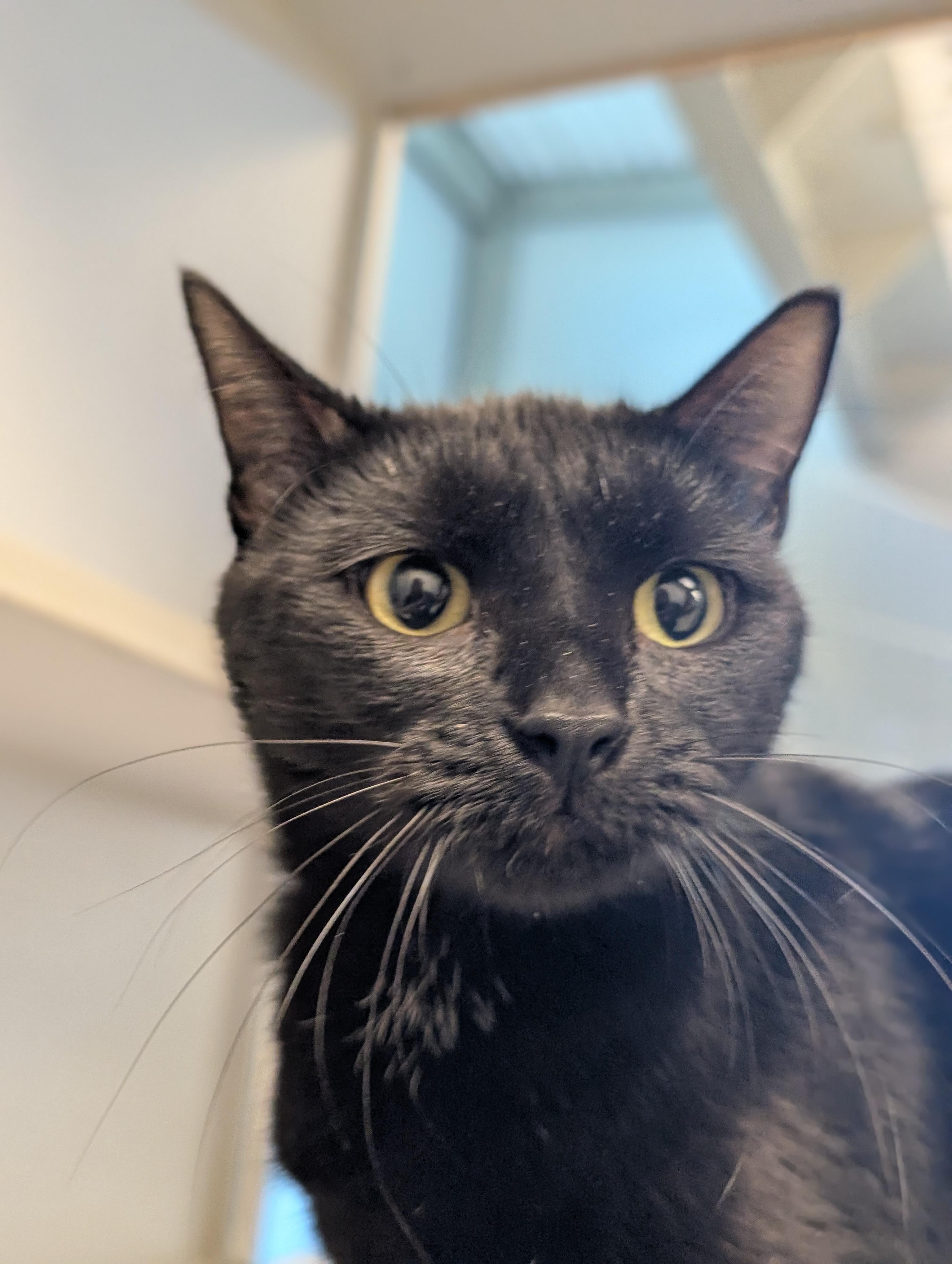 Enlarge Brylie, a Adoptable Domestic Short Hair in Cedar Rapids, IA image 1/1