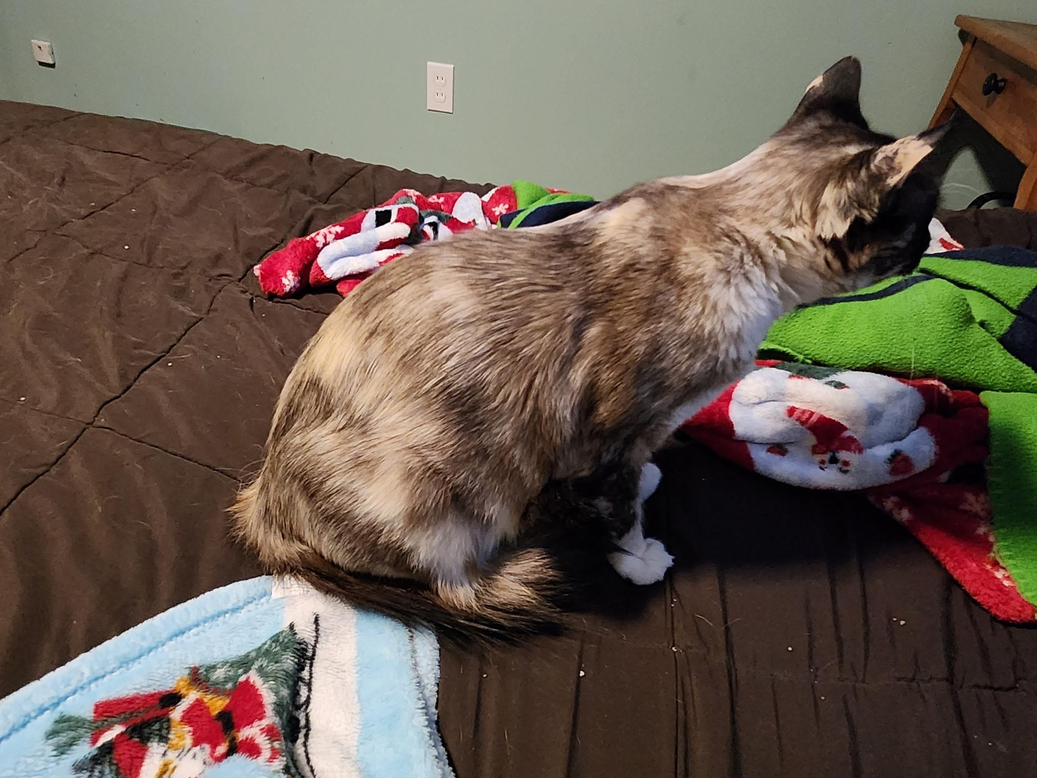 Enlarge Dahlia (cuddle bug), a ADOPTABLE Domestic Short Hair in Gig Harbor, WA image 3/4