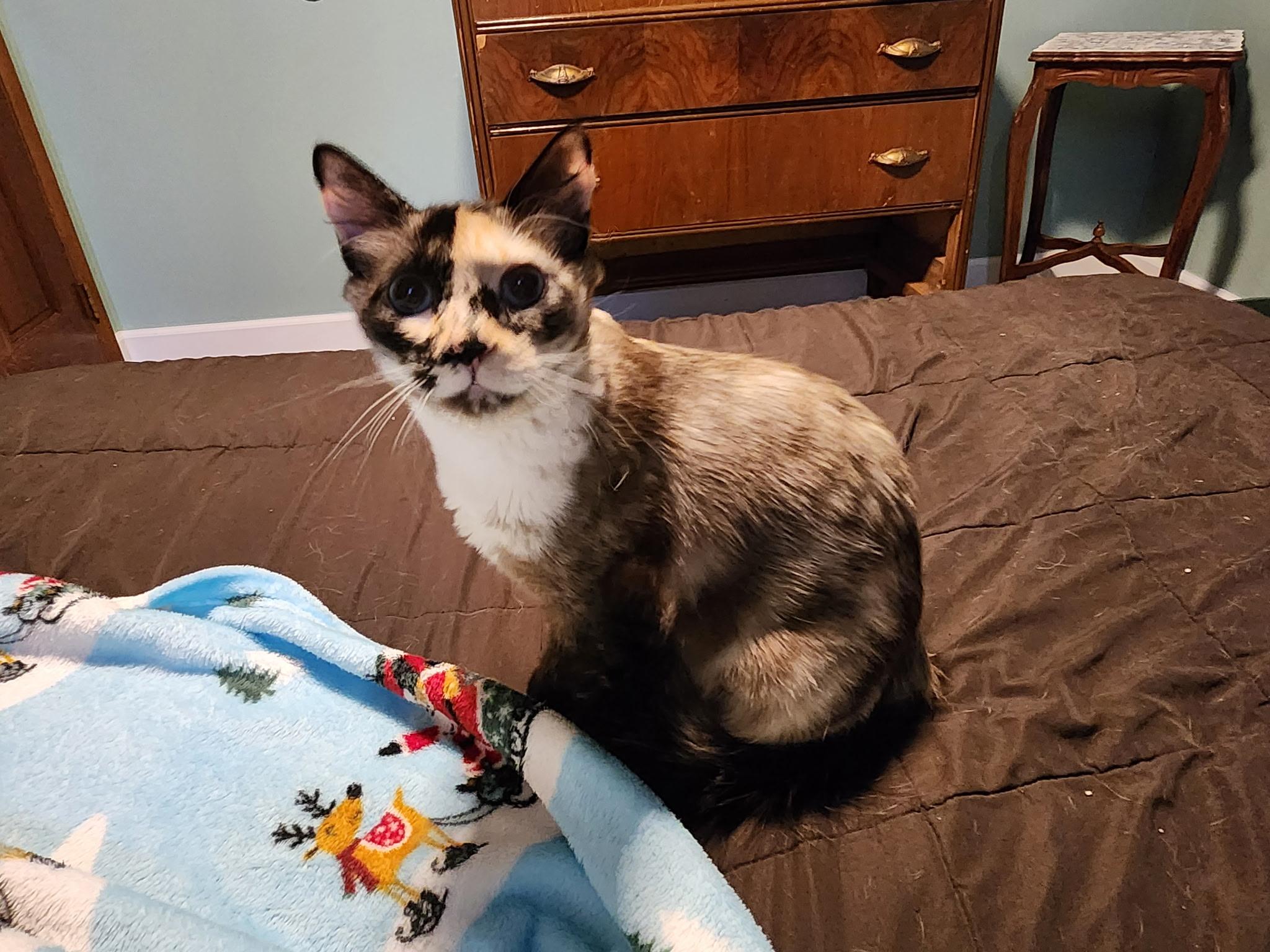 Enlarge Dahlia (cuddle bug), a ADOPTABLE Domestic Short Hair in Gig Harbor, WA image 1/4