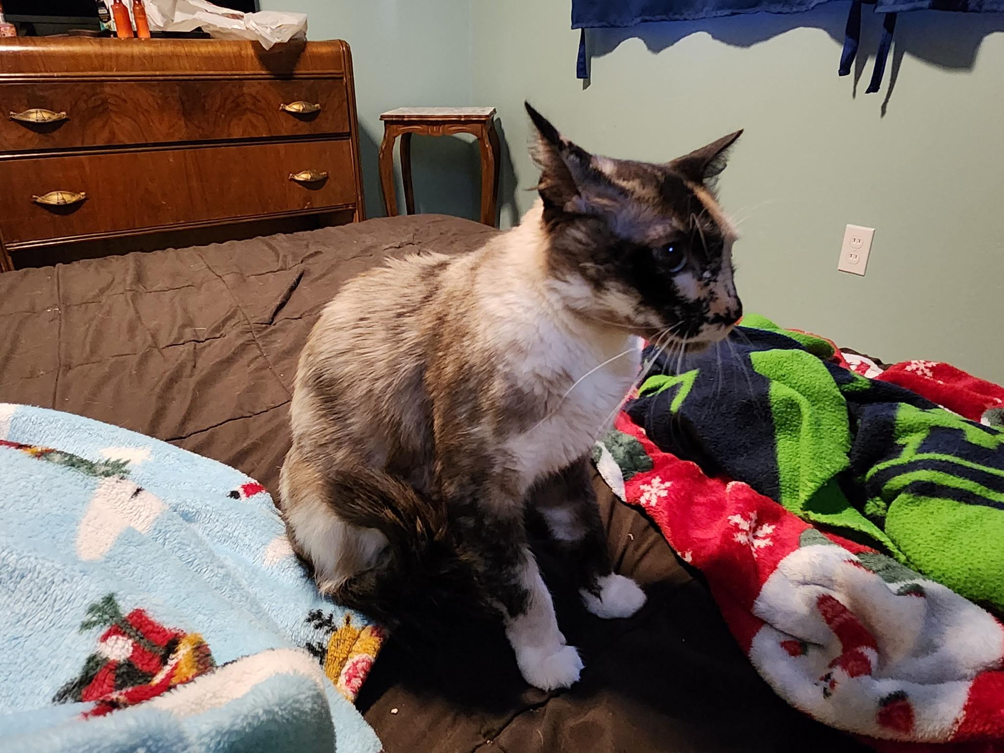 Enlarge Dahlia (cuddle bug), a ADOPTABLE Domestic Short Hair in Gig Harbor, WA image 2/4