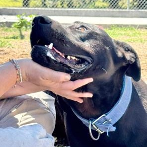 Boomer, an adoptable Black Labrador Retriever in Ulysses, KS, 67880 | Photo Image 2