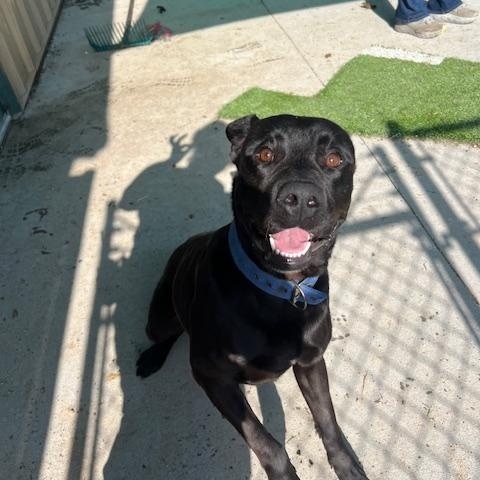 Boomer, an adoptable Black Labrador Retriever in Ulysses, KS, 67880 | Photo Image 3