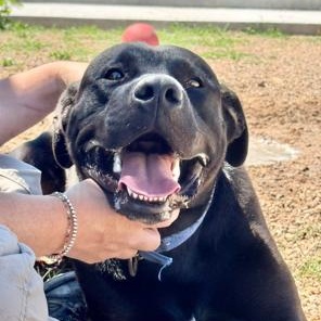Boomer, an adoptable Black Labrador Retriever in Ulysses, KS, 67880 | Photo Image 1