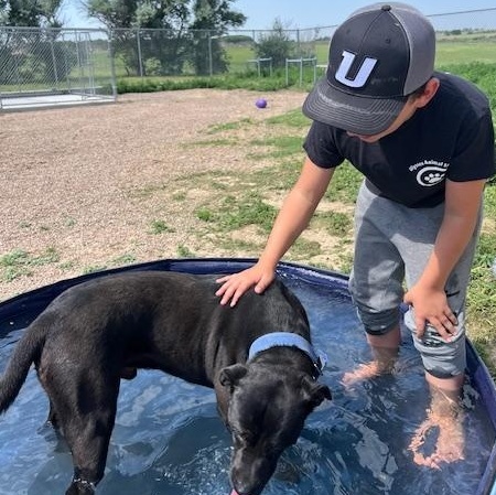 Boomer, an adoptable Black Labrador Retriever in Ulysses, KS, 67880 | Photo Image 4