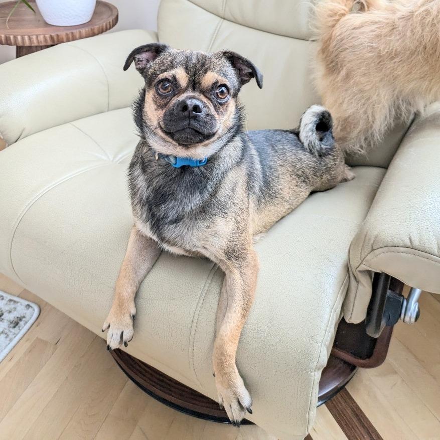 Denny bonded to Mac — thumbnail 2