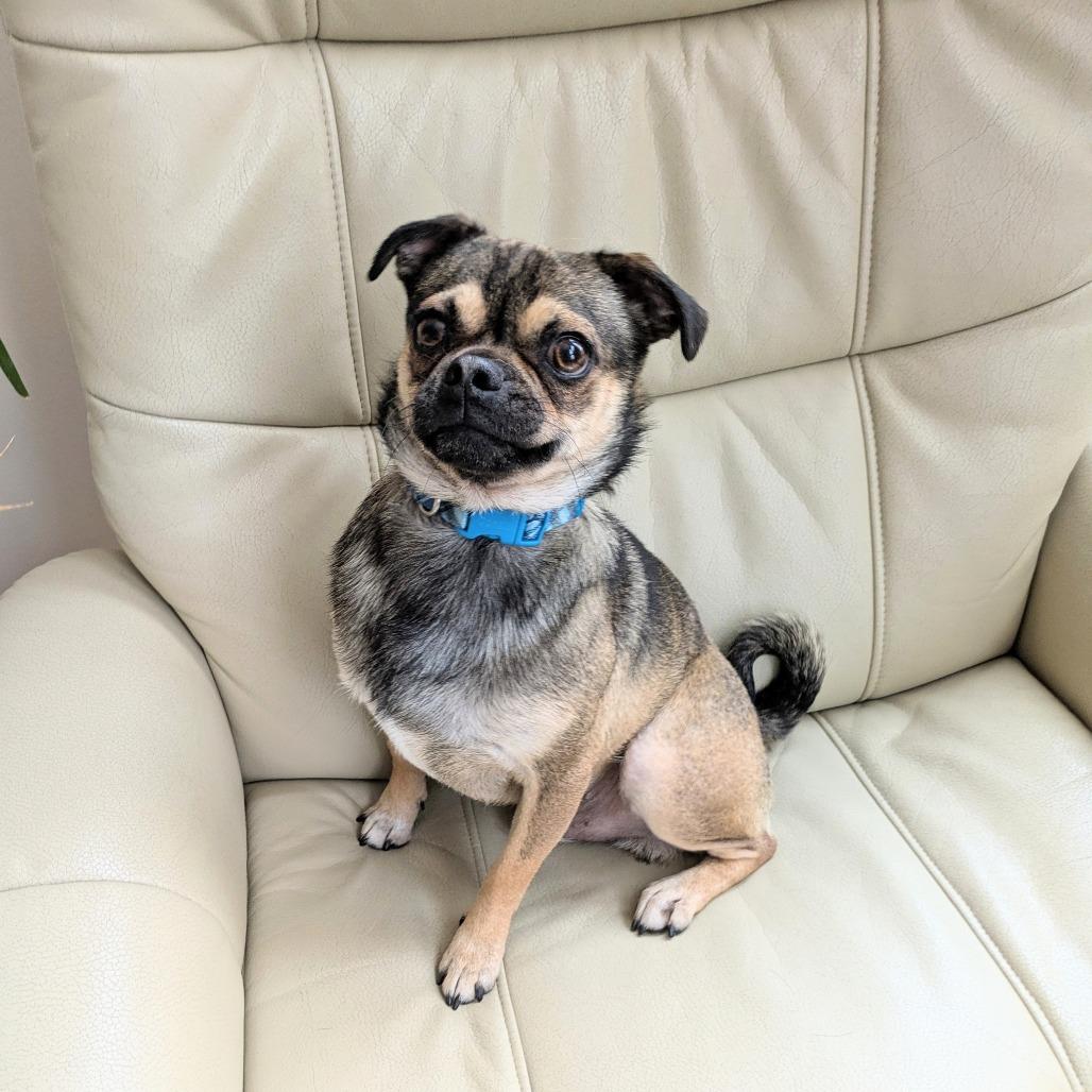 Denny bonded to Mac — thumbnail 4