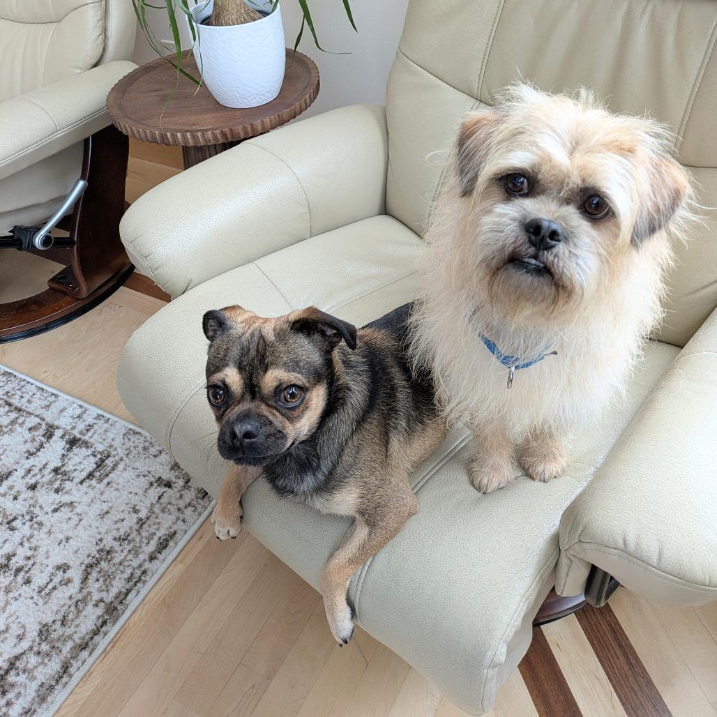 Denny bonded to Mac — thumbnail 5