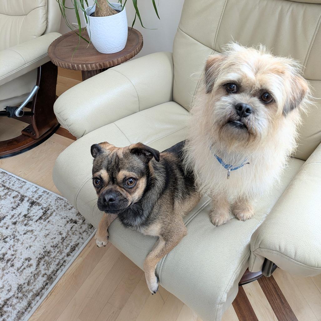 Denny bonded to Mac — thumbnail 6