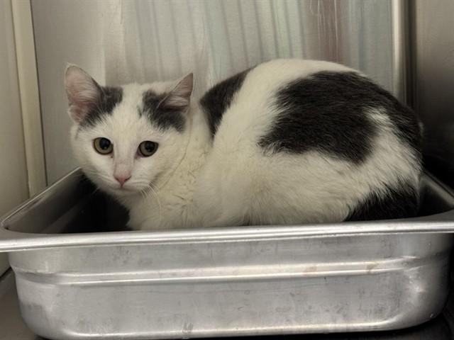 Enlarge BARN SQUISHY, a Adoptable Domestic Short Hair in Colorado Springs, CO image 1/1