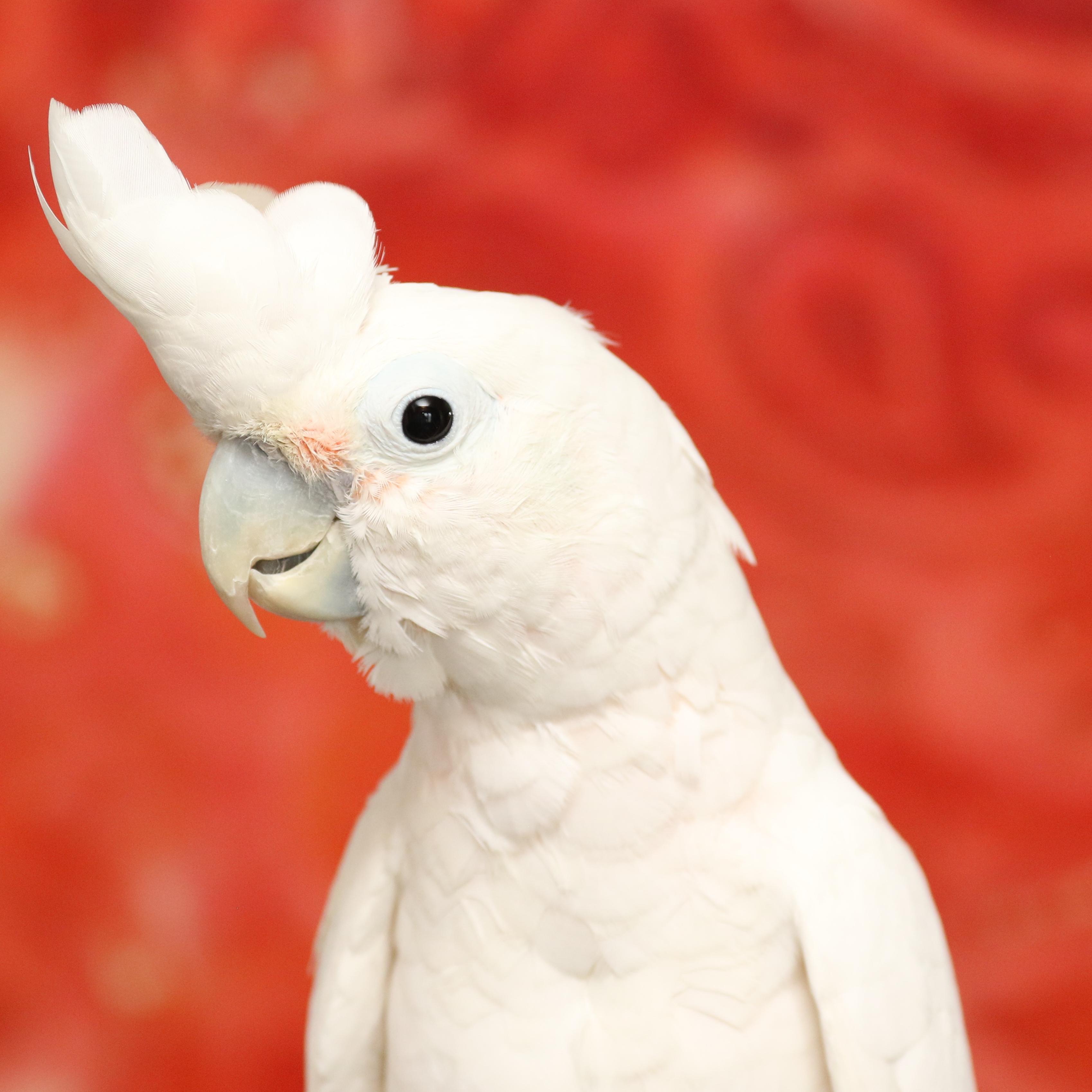 Enlarge Houdini, a Adoptable Cockatoo in Alexander, NC image 2/2