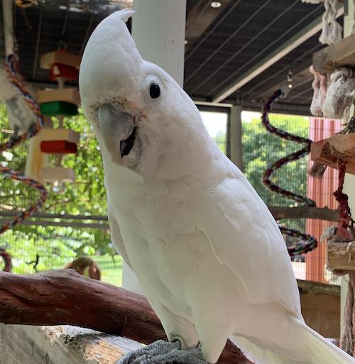 Enlarge Houdini, a Adoptable Cockatoo in Alexander, NC image 1/2