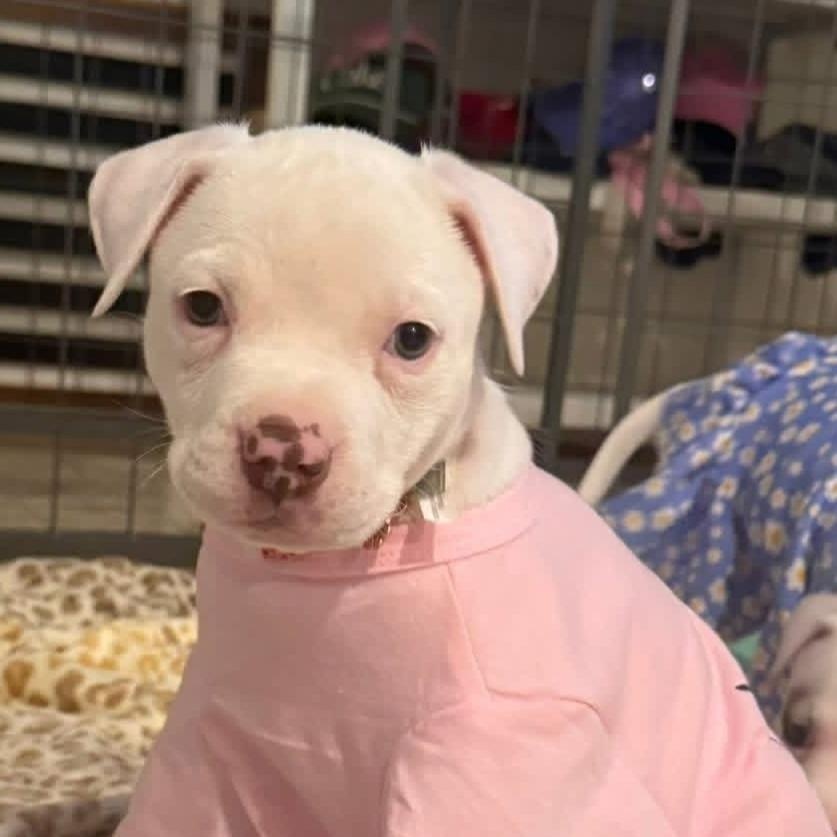 Anna, adopted, Puppy Female American Staffordshire Terrier.