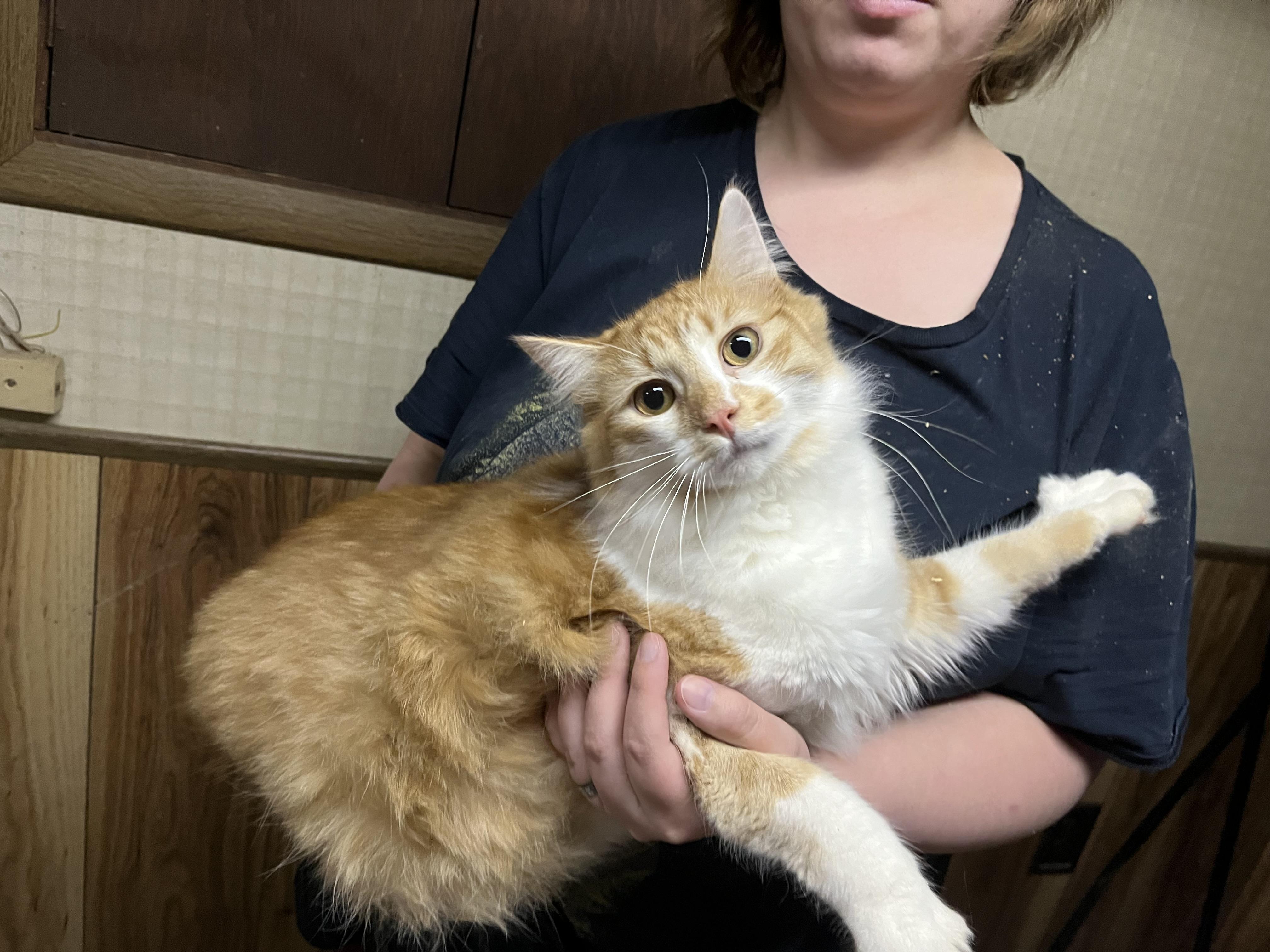 Tigger, Adopted, Young Male Maine Coon.