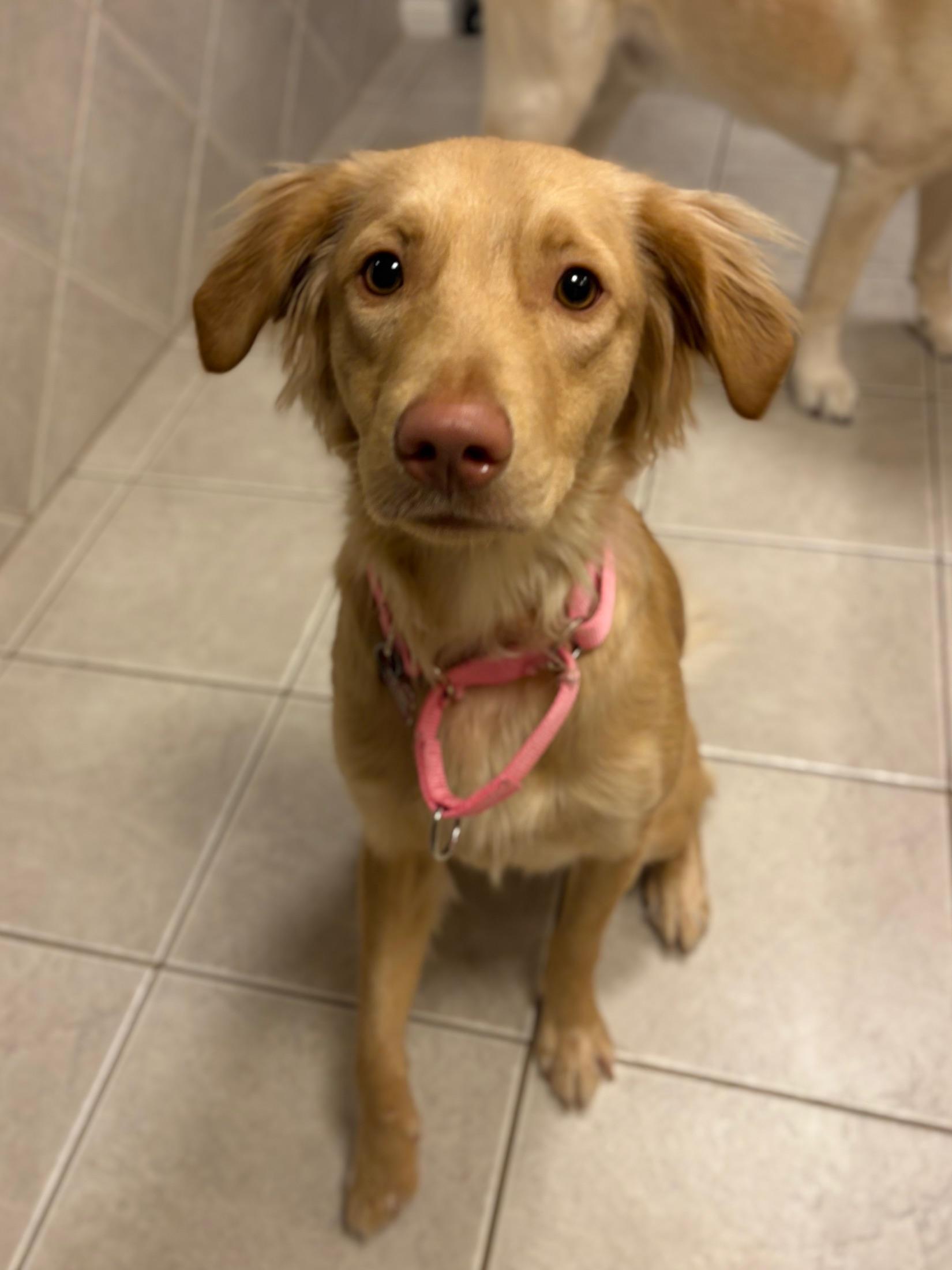 Enlarge Elizabeth (Fifi), a ADOPTABLE mixed breed in Mississauga, ON image 4/4