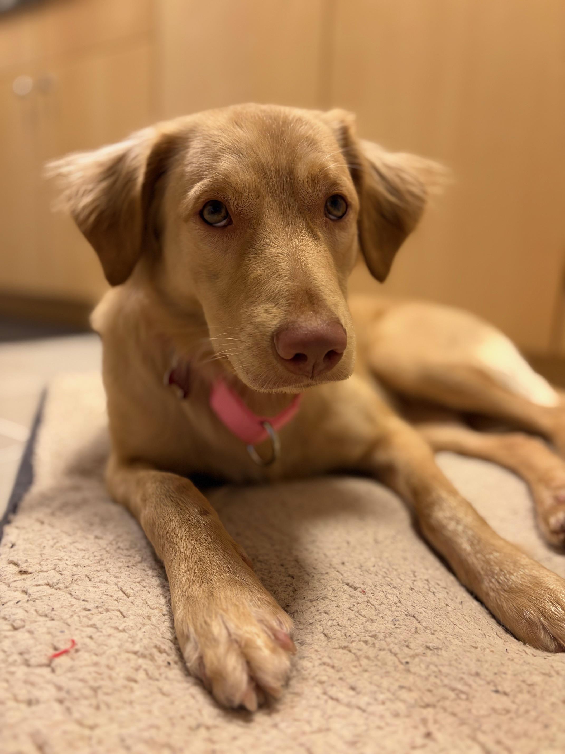 Enlarge Elizabeth (Fifi), a ADOPTABLE mixed breed in Mississauga, ON image 3/4