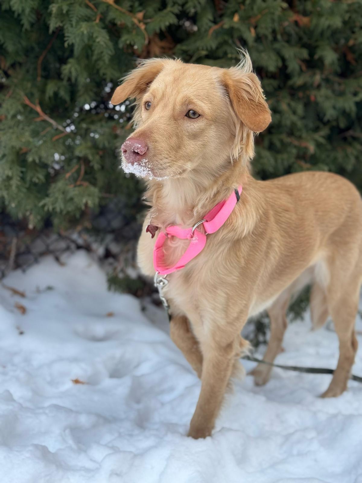 Elizabeth (Fifi), ADOPTABLE, Young Female Spaniel.