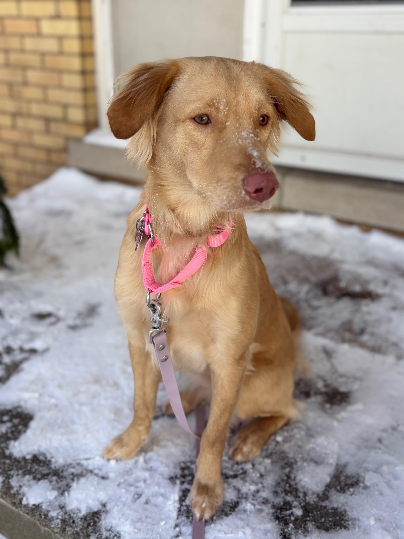 Enlarge Elizabeth (Fifi), a ADOPTABLE mixed breed in Mississauga, ON image 2/4