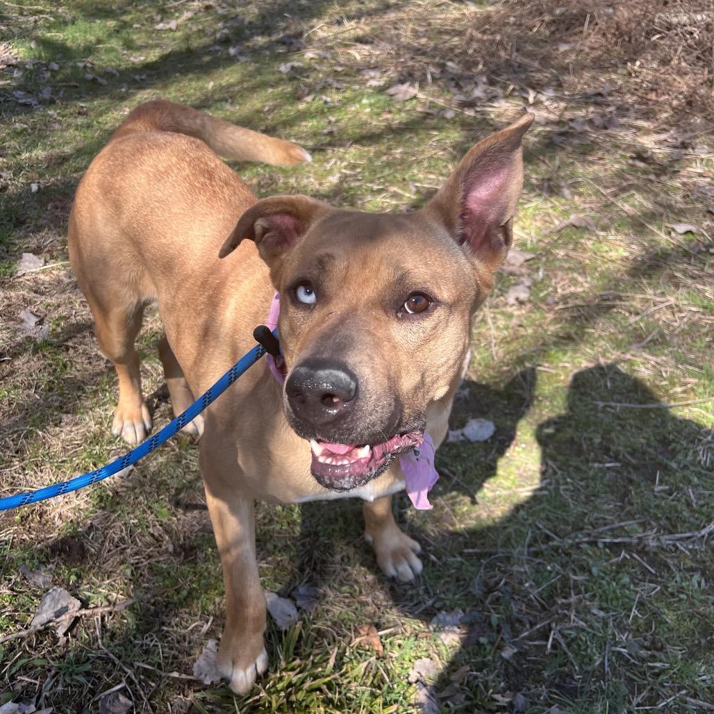 Vivy, Adoptable, Adult Female Mixed Breed.