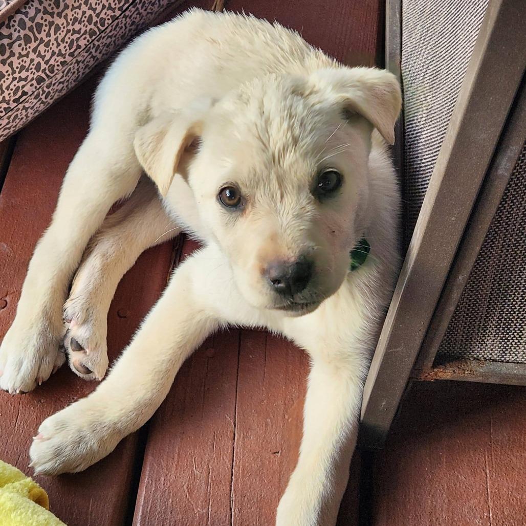 Enlarge Buffy, a Adoptable mixed breed in Joliet, IL image 1/4