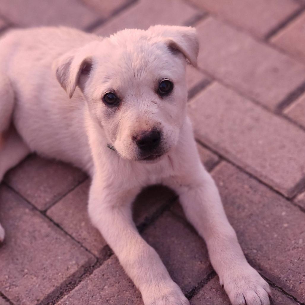 Enlarge Buffy, a Adoptable mixed breed in Joliet, IL image 2/4