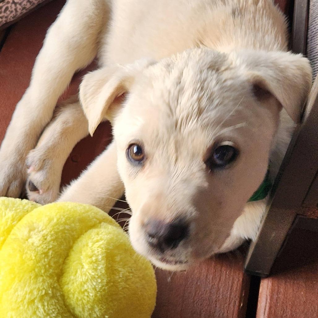 Enlarge Buffy, a Adoptable mixed breed in Joliet, IL image 3/4