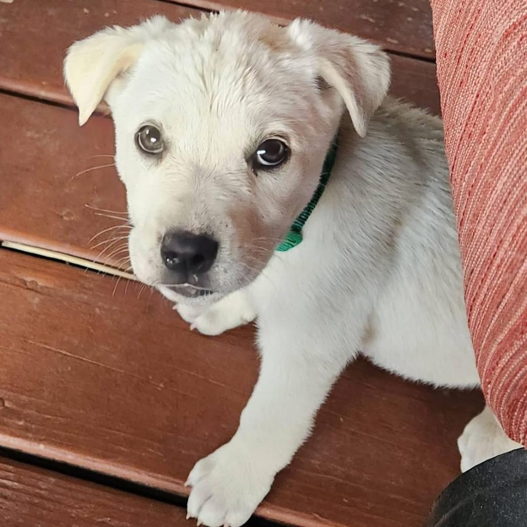 Enlarge Buffy, a Adoptable mixed breed in Joliet, IL image 4/4