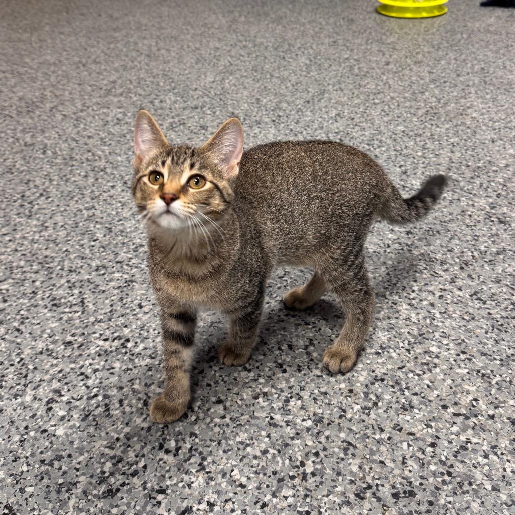 Mimi, a Adoptable Domestic Medium Hair in Mondovi, WI image 1/6