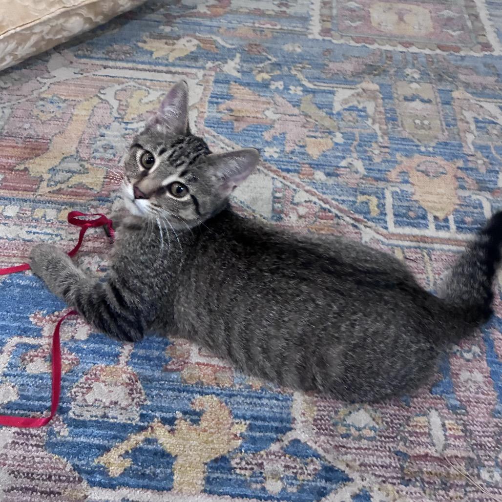 Mimi, a Adoptable Domestic Medium Hair in Mondovi, WI image 2/6