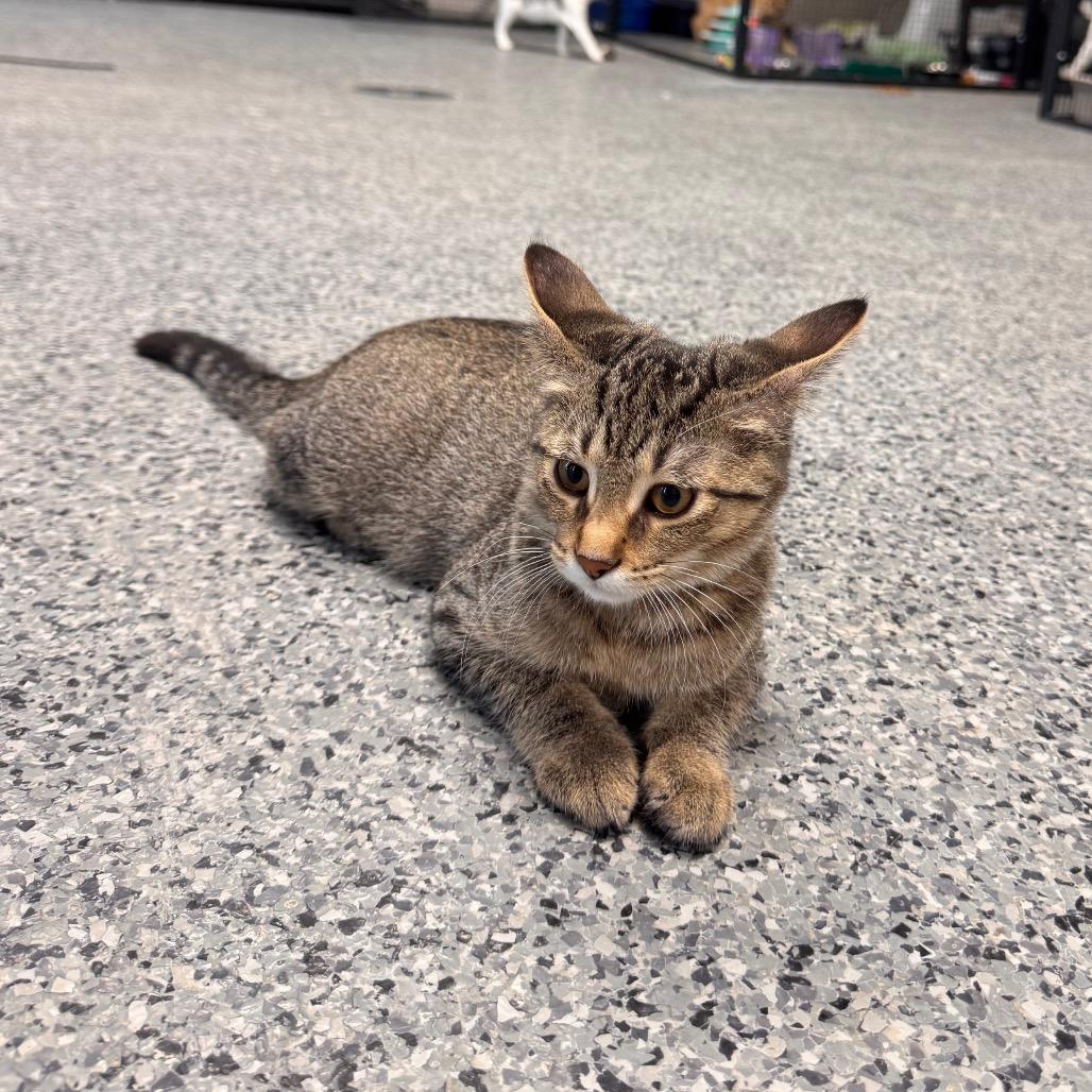 Mimi, a Adoptable Domestic Medium Hair in Mondovi, WI image 3/6