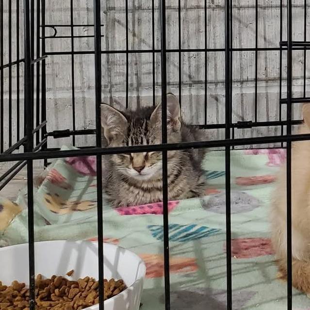 Mimi, a Adoptable Domestic Medium Hair in Mondovi, WI image 4/6