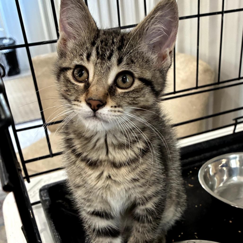 Mimi, a Adoptable Domestic Medium Hair in Mondovi, WI image 5/6