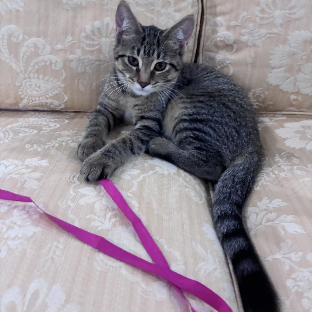Mimi, a Adoptable Domestic Medium Hair in Mondovi, WI image 6/6