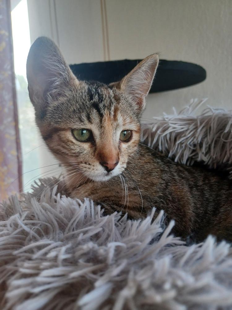 Enlarge Shea, a Adoptable mixed breed in Pinole, CA image 1/1