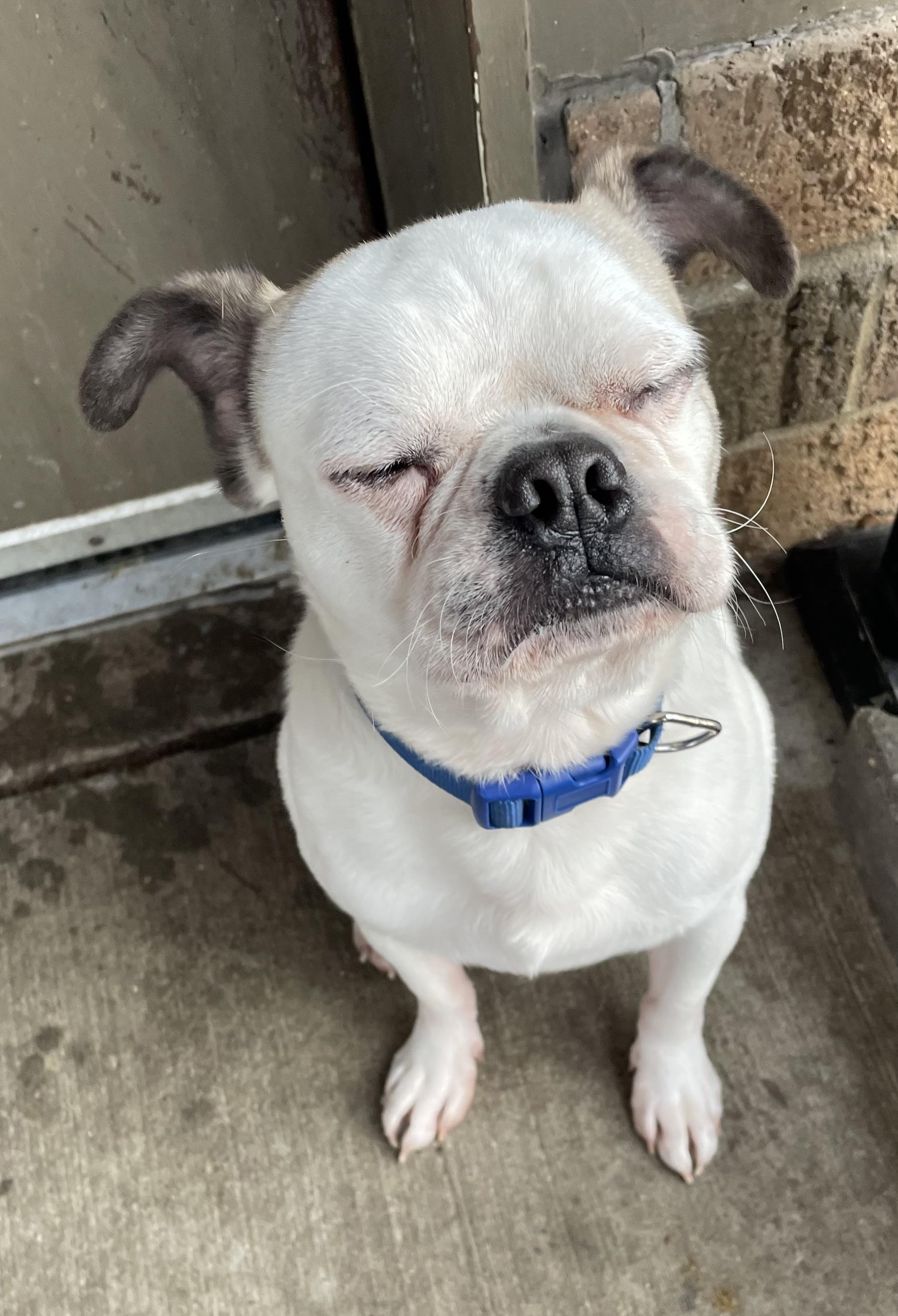 Enlarge Lister ADOPTED , an adopted Pug in Canton, OH image 3/3