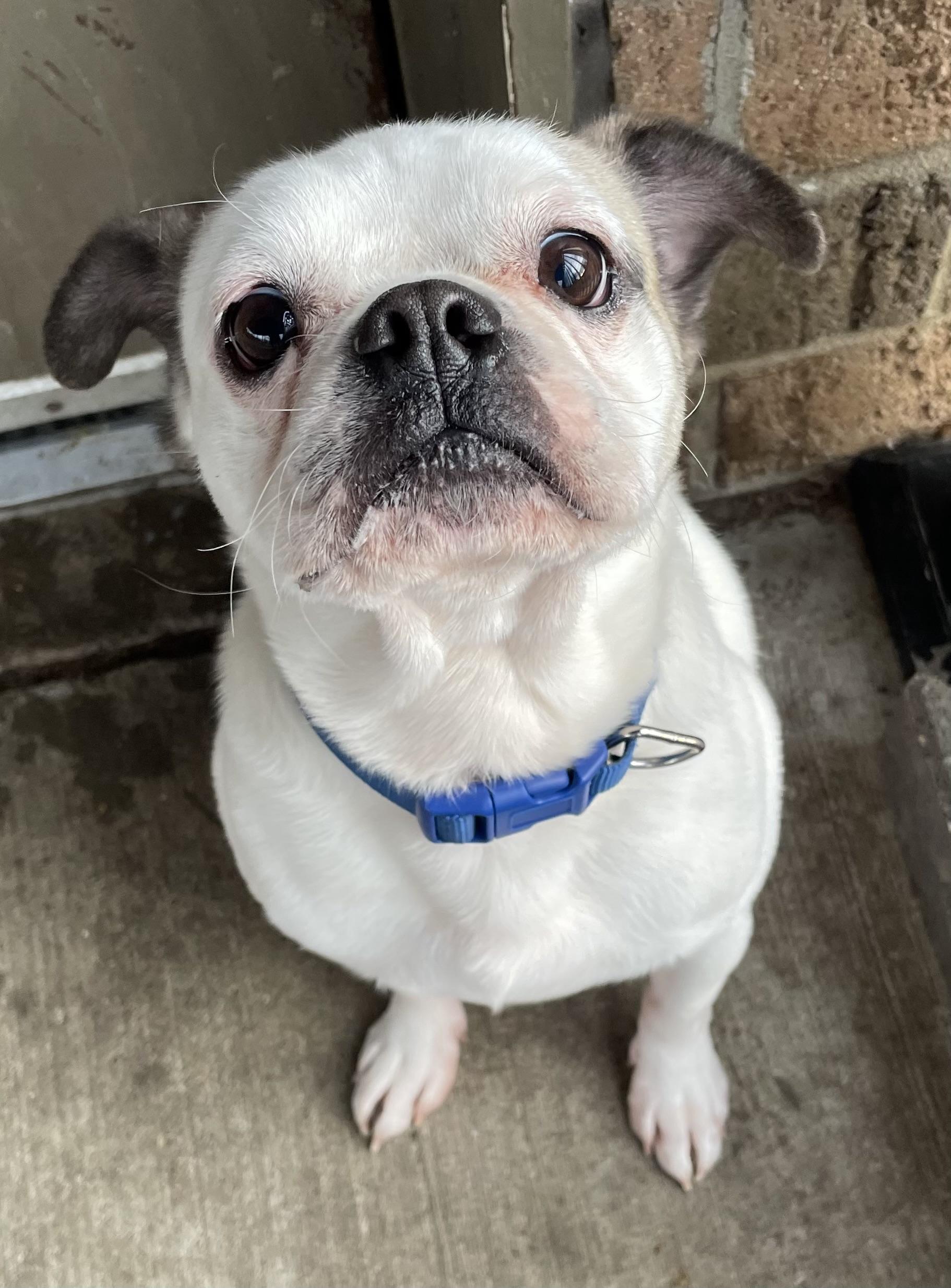 Enlarge Lister ADOPTED , an adopted Pug in Canton, OH image 1/3