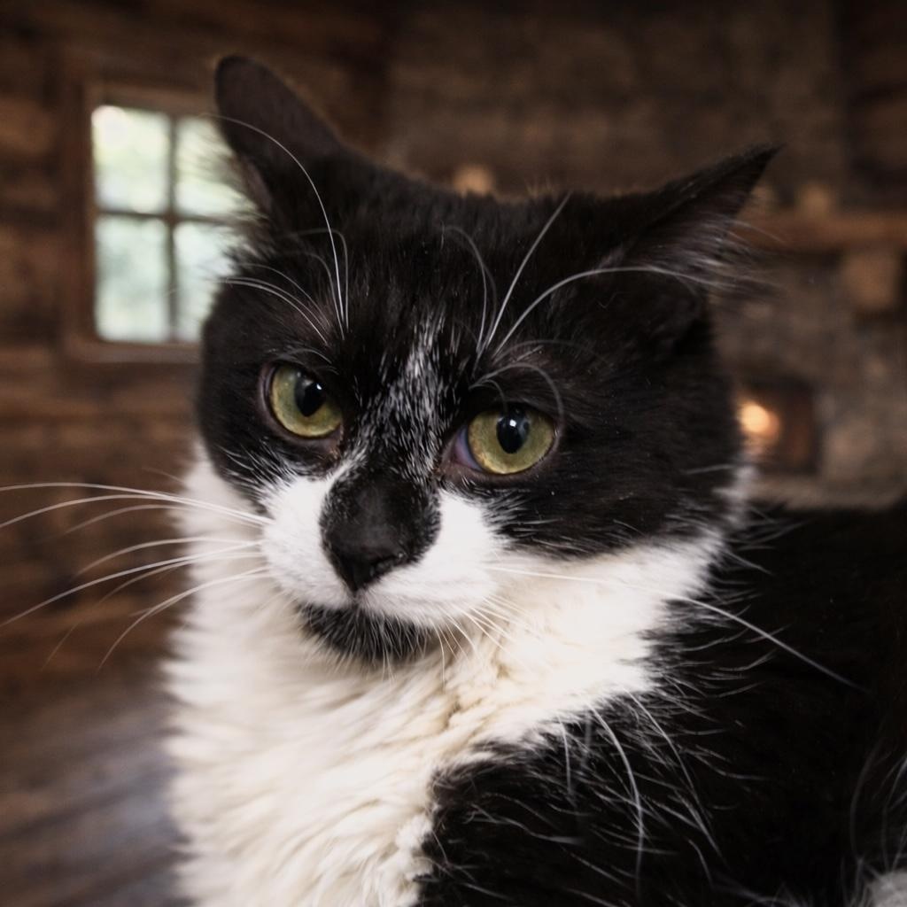 Enlarge Panda Bear, a ADOPTABLE Tuxedo in Dalton, GA image 2/2