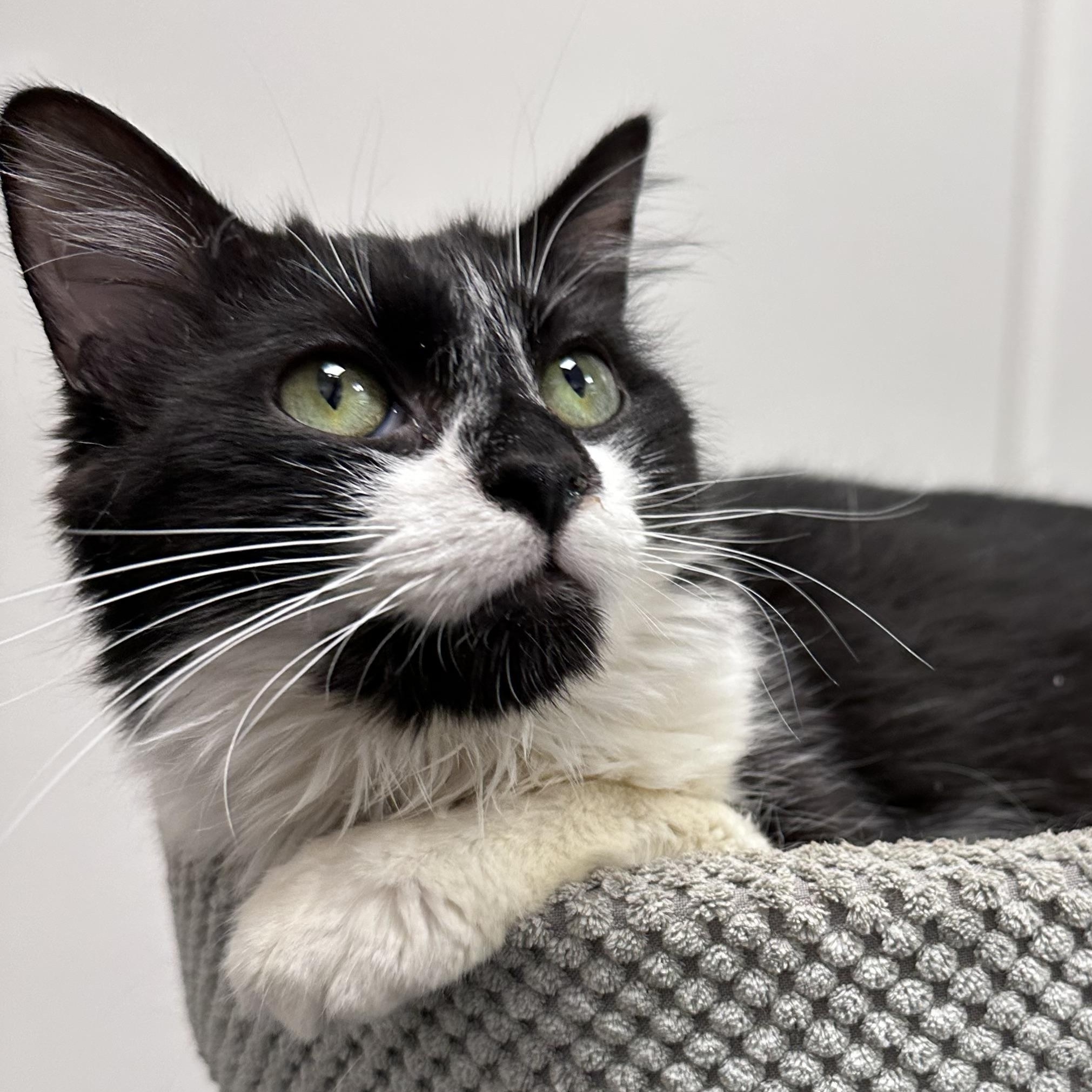 Panda Bear, ADOPTABLE, Adult Male Tuxedo.