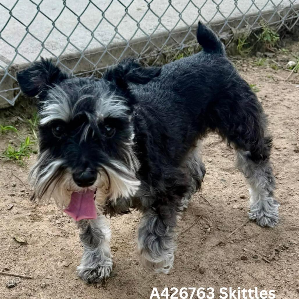 Skittles, Adoptable, Senior Female Miniature Schnauzer.