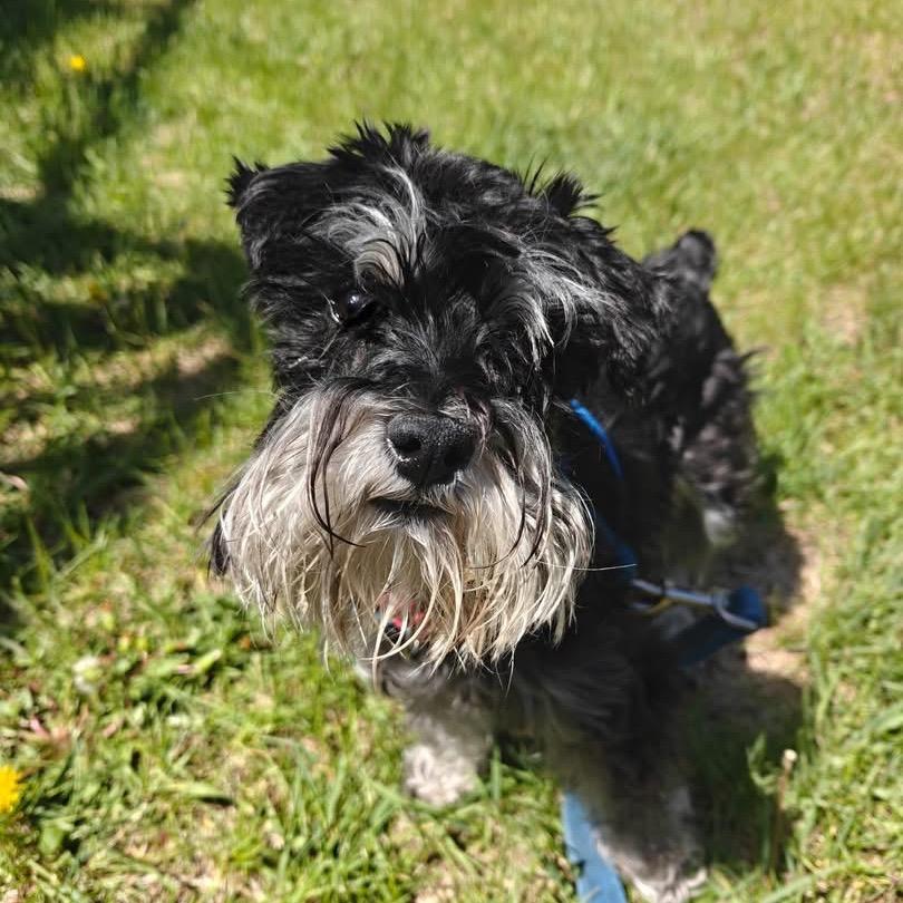 Enlarge Skittles, a Adoptable Miniature Schnauzer in Tomah, WI image 2/5