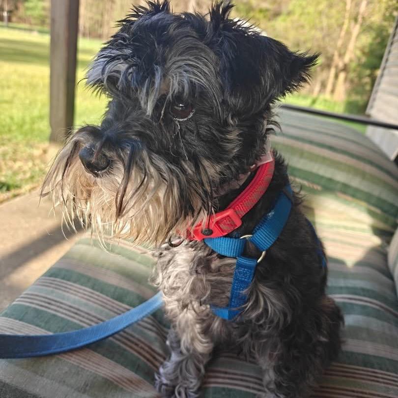 Enlarge Skittles, a Adoptable Miniature Schnauzer in Tomah, WI image 3/5