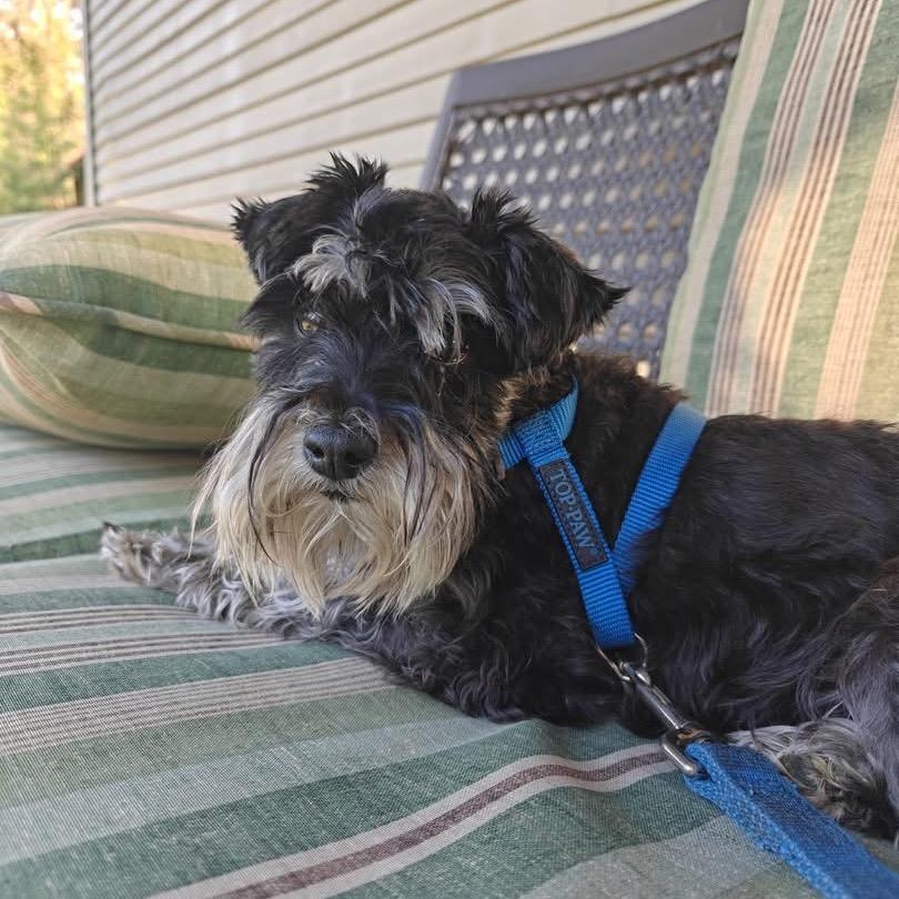 Enlarge Skittles, a Adoptable Miniature Schnauzer in Tomah, WI image 4/5