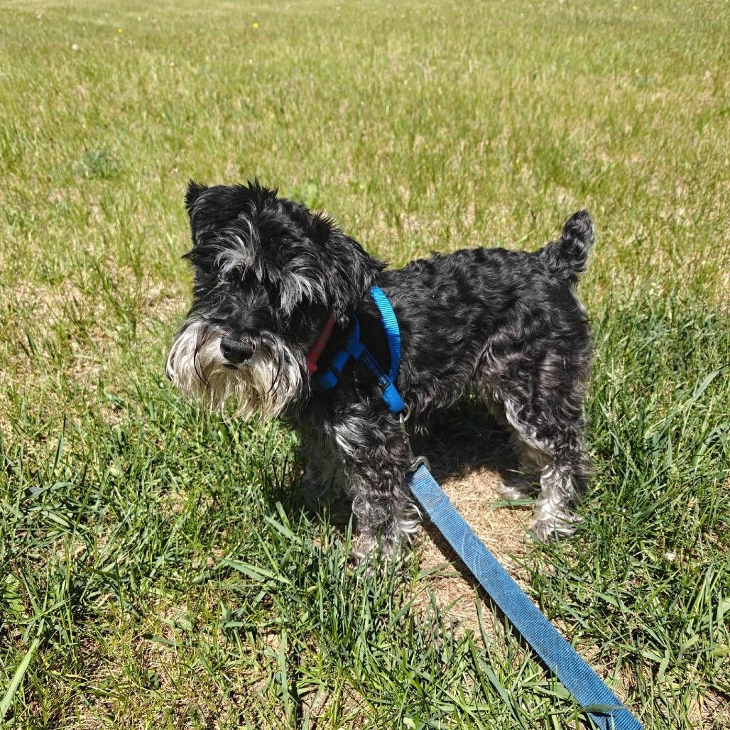 Enlarge Skittles, a Adoptable Miniature Schnauzer in Tomah, WI image 5/5