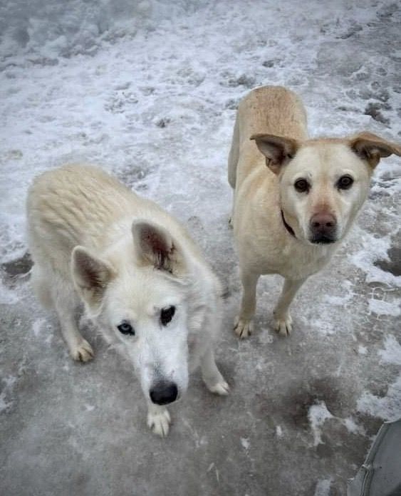 Blanche, Adoptable, Senior Female Husky.