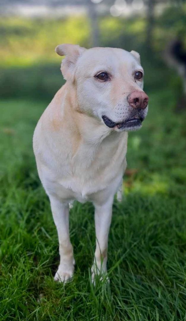Blanche, a Adoptable mixed breed in Westmount, QC image 2/6