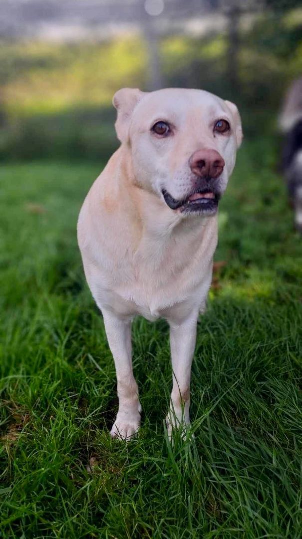 Blanche, a Adoptable mixed breed in Westmount, QC image 3/6