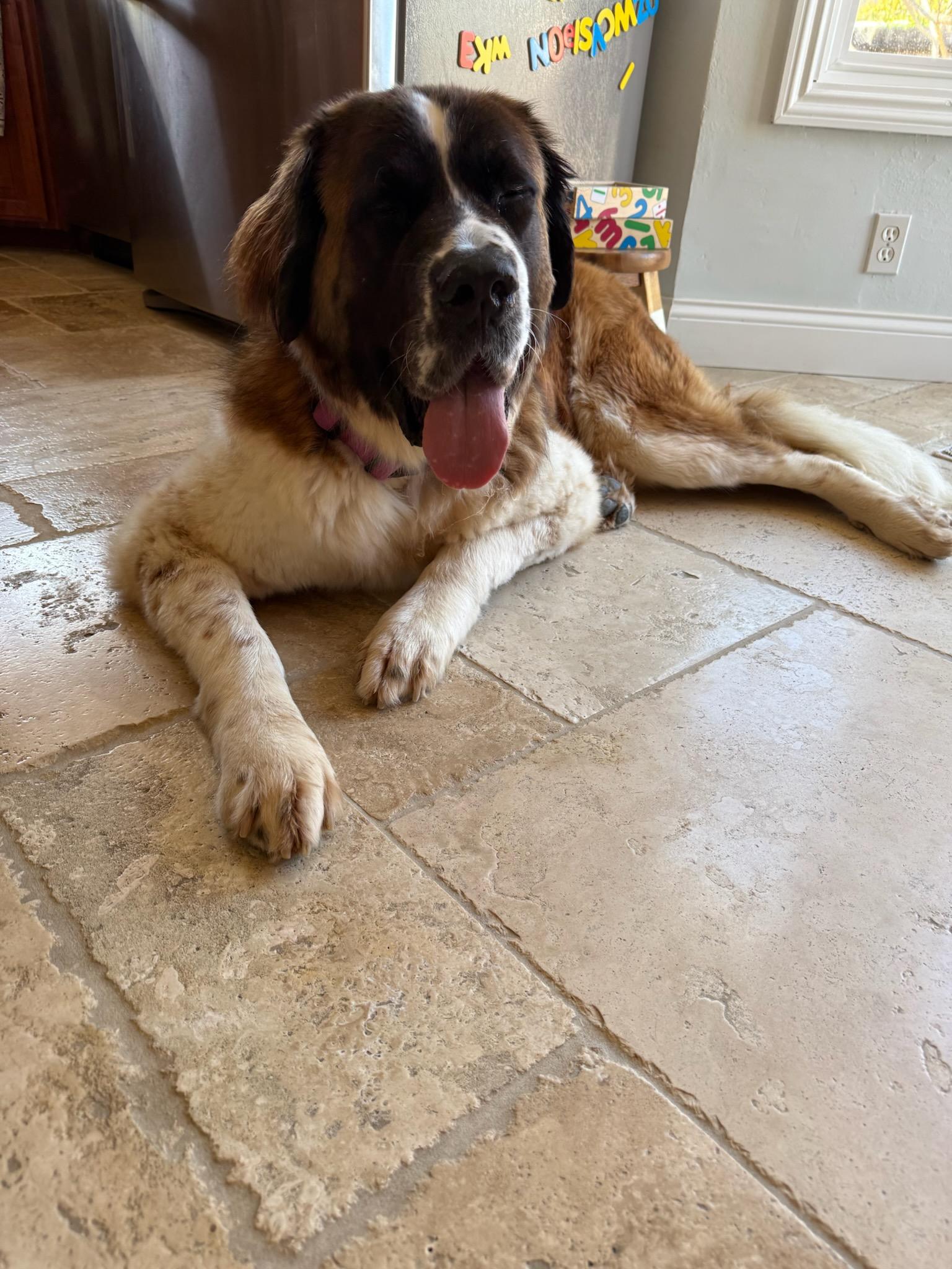 Osa, Adoptable, Adult Female Saint Bernard.